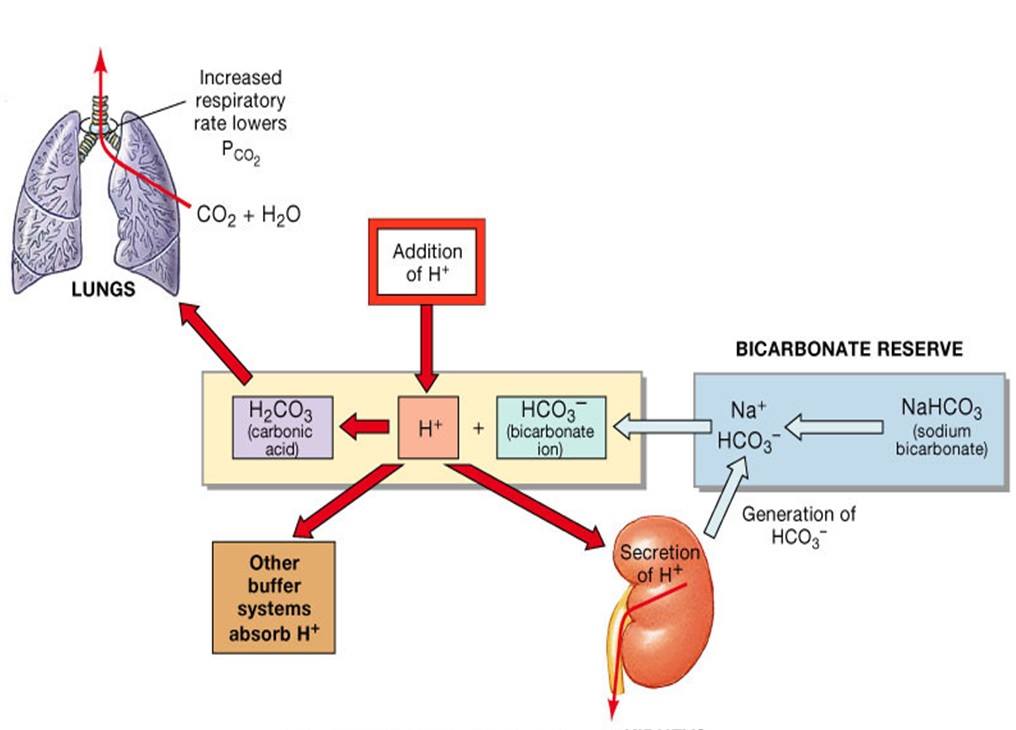 karbonat faydalı mı zararlı mı